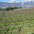 Trentino Metodo Brut Wines – Balter